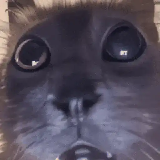 Animalitos TIKTOK 😹 preview