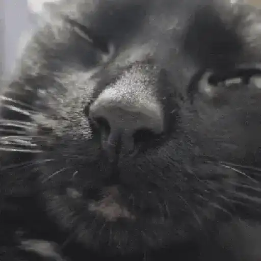 Animalitos TIKTOK 😹