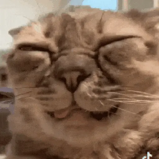 Animalitos TIKTOK 😹