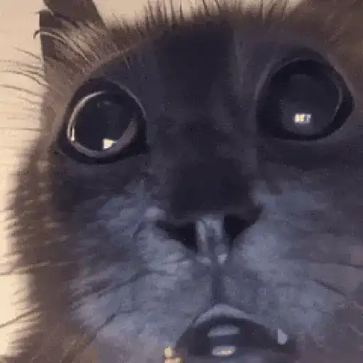 Animalitos TIKTOK 😹