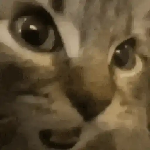 Animalitos TIKTOK 😹