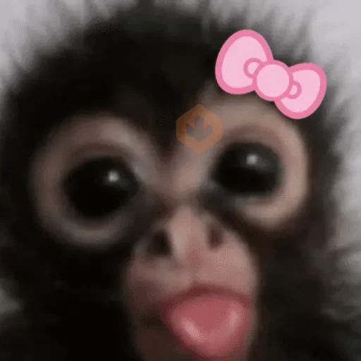 🎀 Coquette - Memes - 🎀 sticker 11