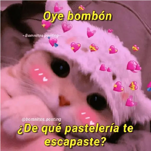 Michis UwU 💗😍🐈5