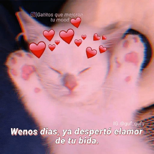 Michis UwU 💗😍🐈5 preview