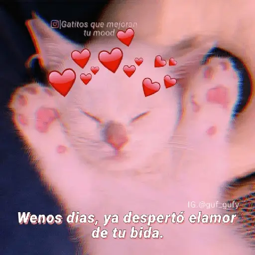 Michis UwU 💗😍🐈5
