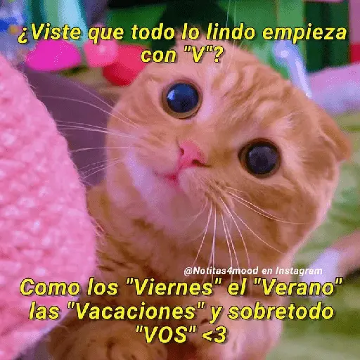 Michis UwU 💗😍🐈5