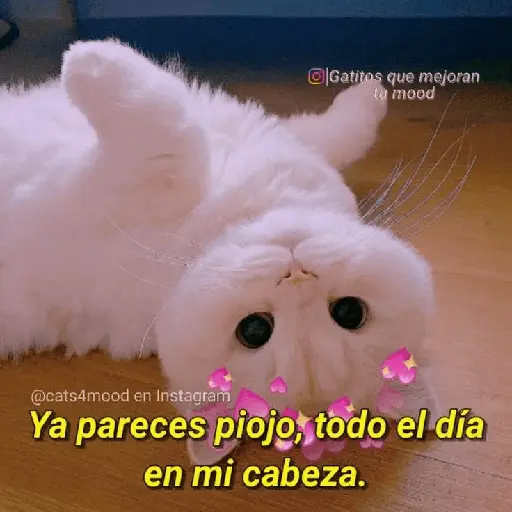 Michis UwU 💗😍🐈5