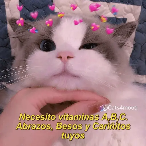 Michis UwU 💗😍🐈5
