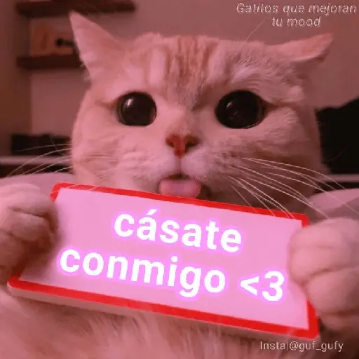 Michis UwU 💗😍🐈5