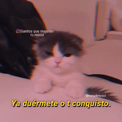 Michis UwU 💗😍🐈5