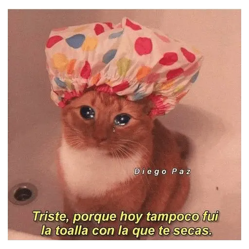 Michis UwU 💗😍🐈5