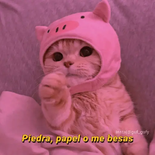 Michis UwU 💗😍🐈5