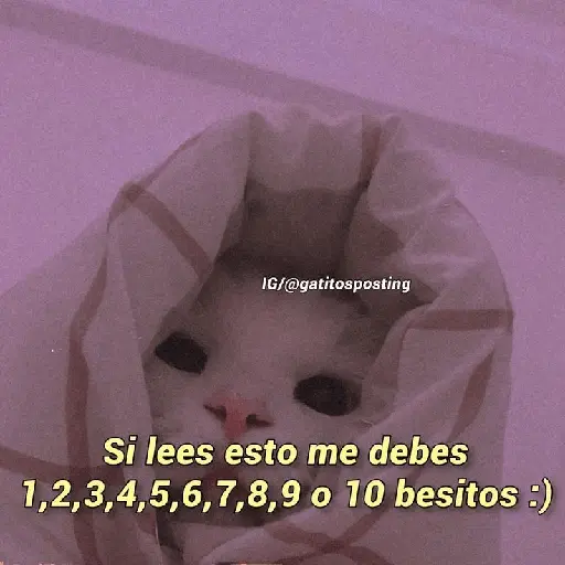 Michis UwU 💗😍🐈5