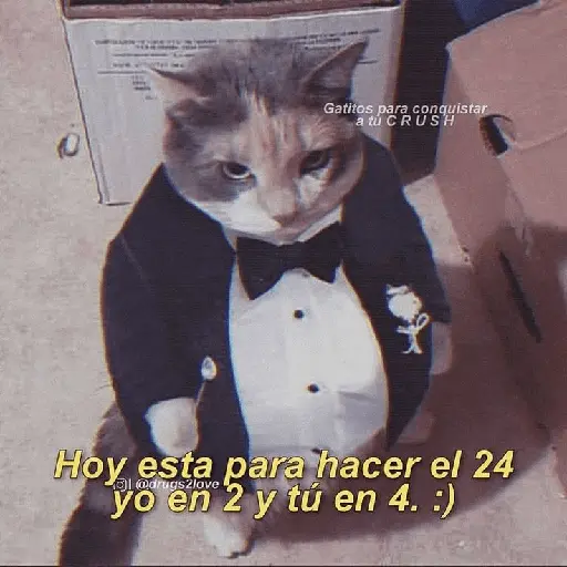Michis UwU 💗😍🐈5