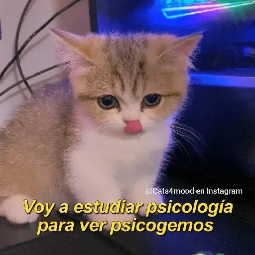 Michis UwU 💗😍🐈5