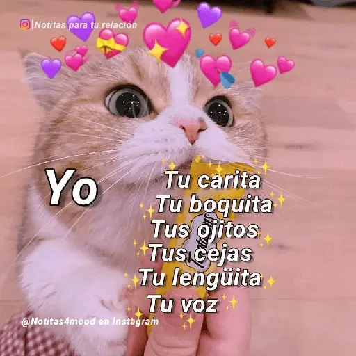 Michis UwU 💗😍🐈5