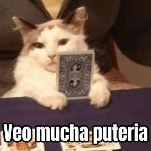 Brujas 🧿 - Memes - Halloween