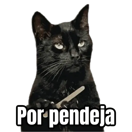 Brujas 🧿 - Memes - Halloween