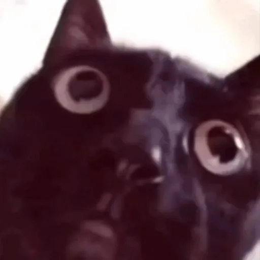 🖤 GATO NEGRO HALLOWEEN 🖤