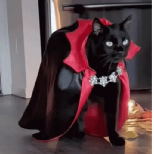 🖤 GATO NEGRO HALLOWEEN 🖤