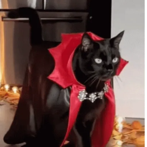 🖤 GATO NEGRO HALLOWEEN 🖤 preview