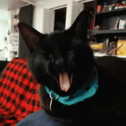 🖤 GATO NEGRO HALLOWEEN 🖤
