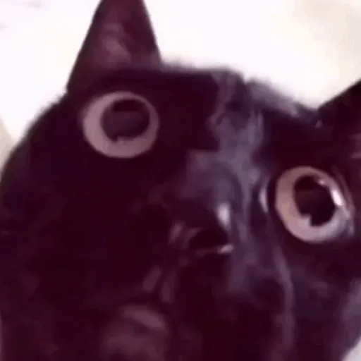 🖤 GATO NEGRO HALLOWEEN 🖤