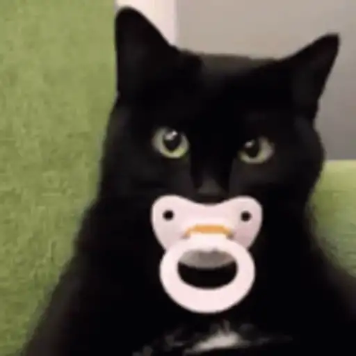 🖤 GATO NEGRO HALLOWEEN 🖤