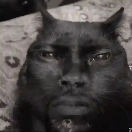 🖤 GATO NEGRO HALLOWEEN 🖤