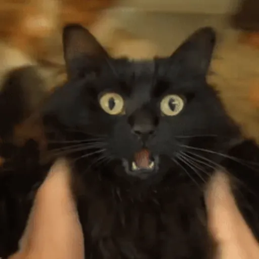 🖤 GATO NEGRO HALLOWEEN 🖤