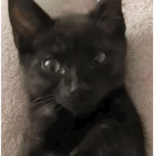 🖤 GATO NEGRO HALLOWEEN 🖤