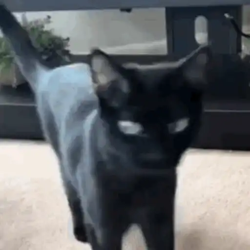 🖤 GATO NEGRO HALLOWEEN 🖤