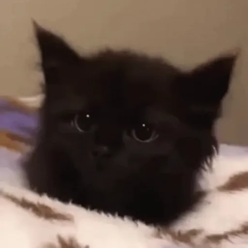 🖤 GATO NEGRO HALLOWEEN 🖤