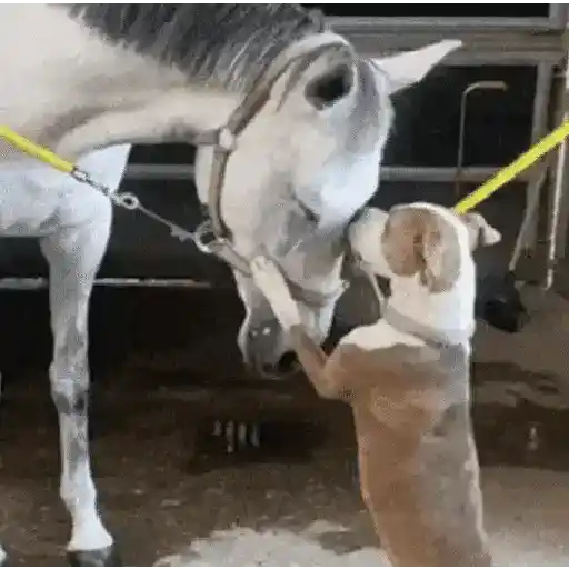😎 Animales Randoms 🙈👀