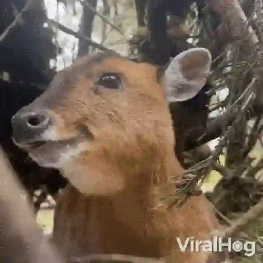 😎 Animales Randoms 🙈👀