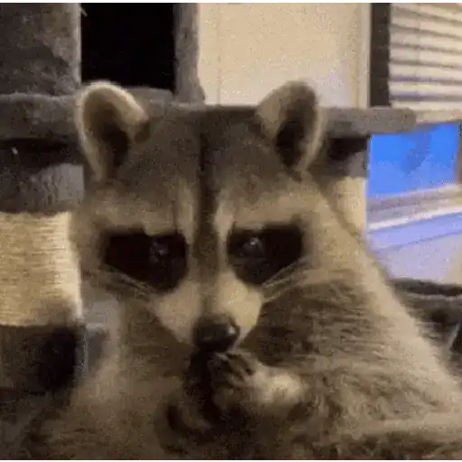 😎 Animales Randoms 🙈👀