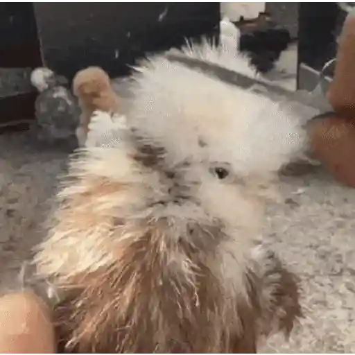 😎 Animales Randoms 🙈👀