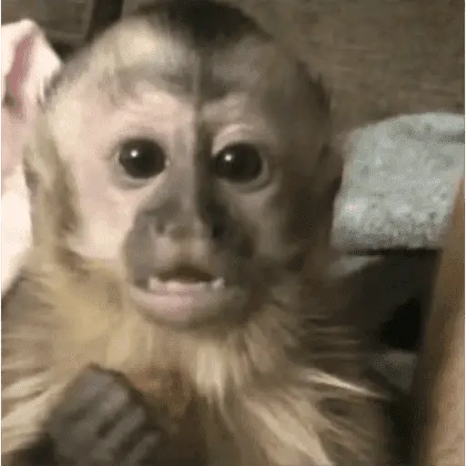 papoi