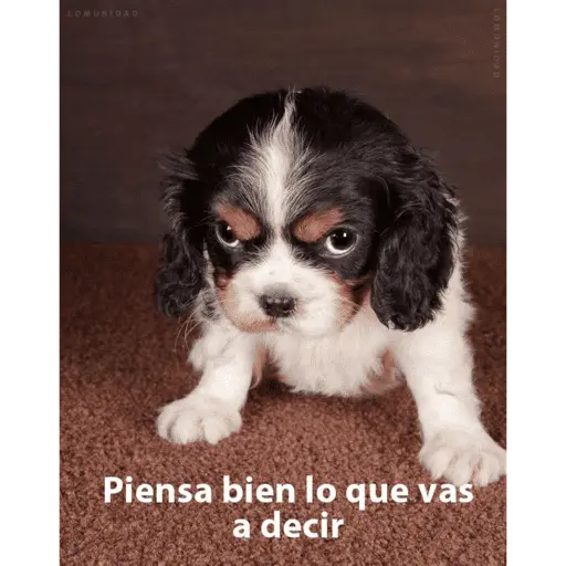 changuis y algo mas