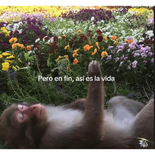 changuis y algo mas