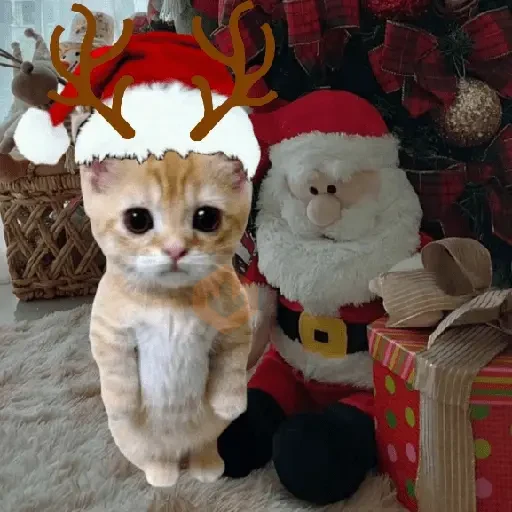 🎄🎅🏻 Navidad cat 🐈🎄 sticker 13