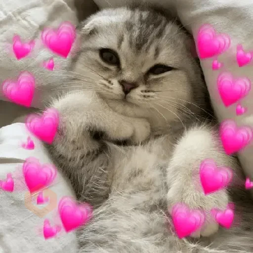 AMOR DE GATITOS 💖🩷 sticker 28