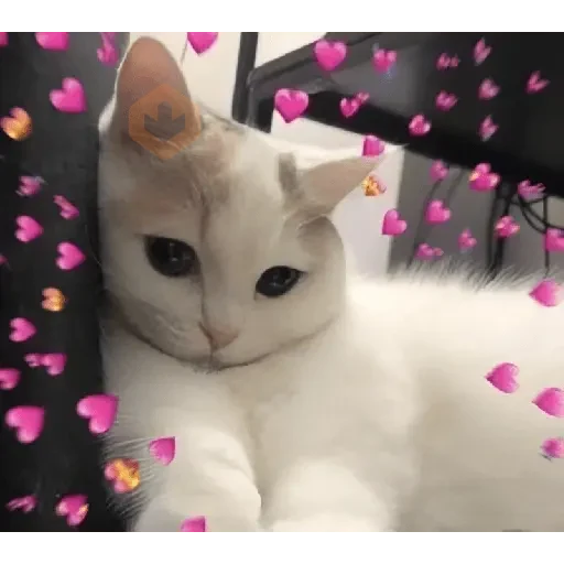 AMOR DE GATITOS 💖🩷 sticker 23