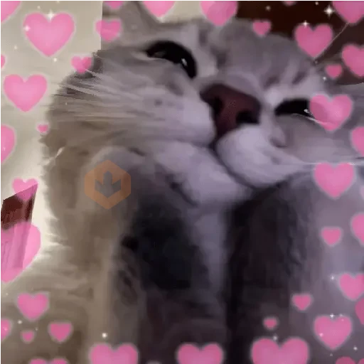 AMOR DE GATITOS 💖🩷 sticker 29