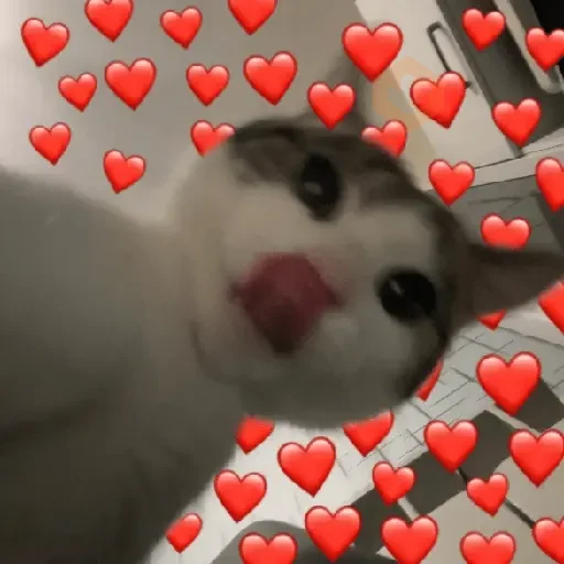 AMOR DE GATITOS 💖🩷 sticker 12