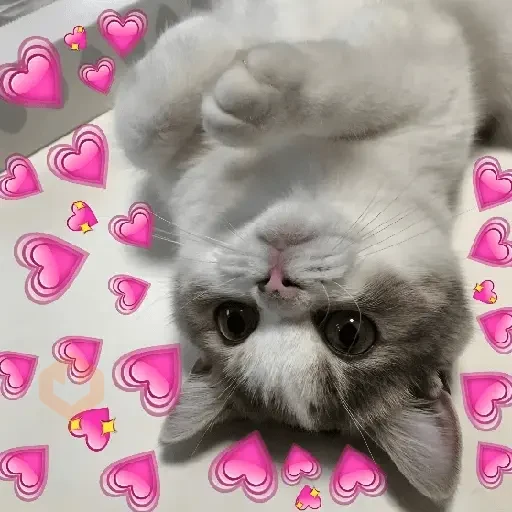AMOR DE GATITOS 💖🩷 sticker 26