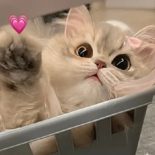 AMOR DE GATITOS 💖🩷 sticker 27
