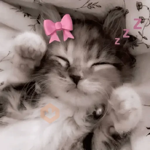 AMOR DE GATITOS 💖🩷 sticker 16