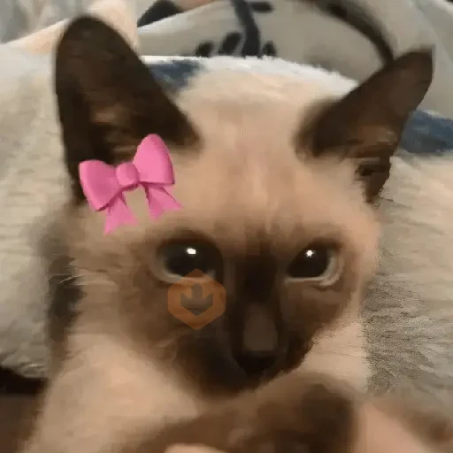 AMOR DE GATITOS 💖🩷 sticker 20