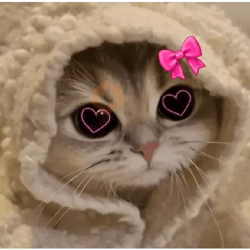 AMOR DE GATITOS 💖🩷 sticker 22